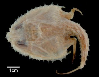 Media type: image; Ichthyology 28726